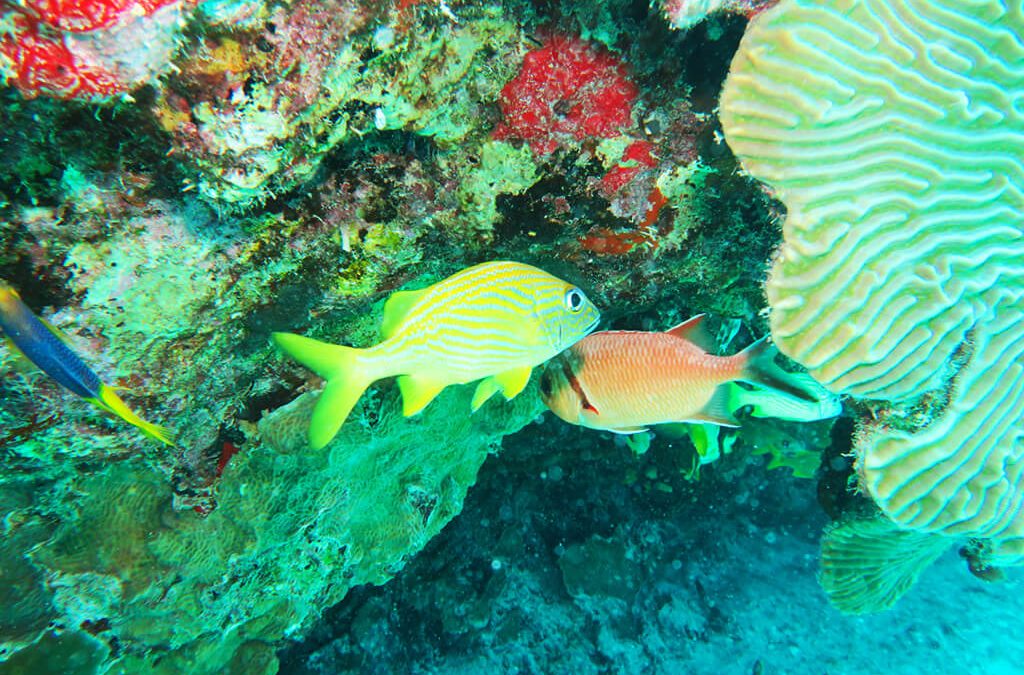 Snorkeling