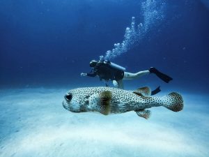 Buceo Certificado